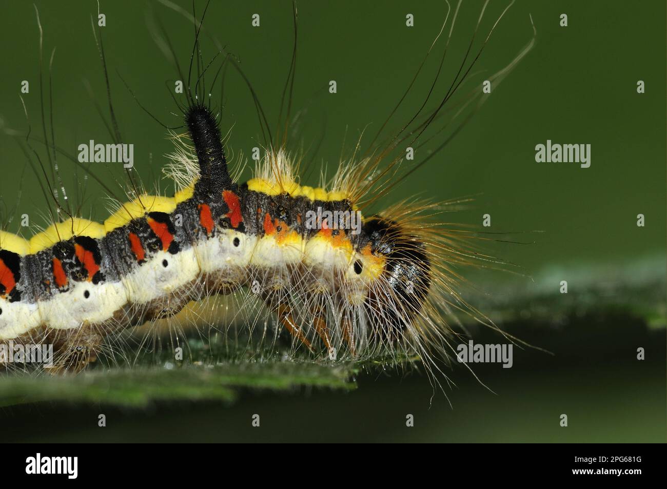 Bruco del pugnale grigio (Acronicta psi), primo piano della testa, che si nutre sulla foglia di un tiglio (Tilia sp.), Oxfordshire, Inghilterra Foto Stock