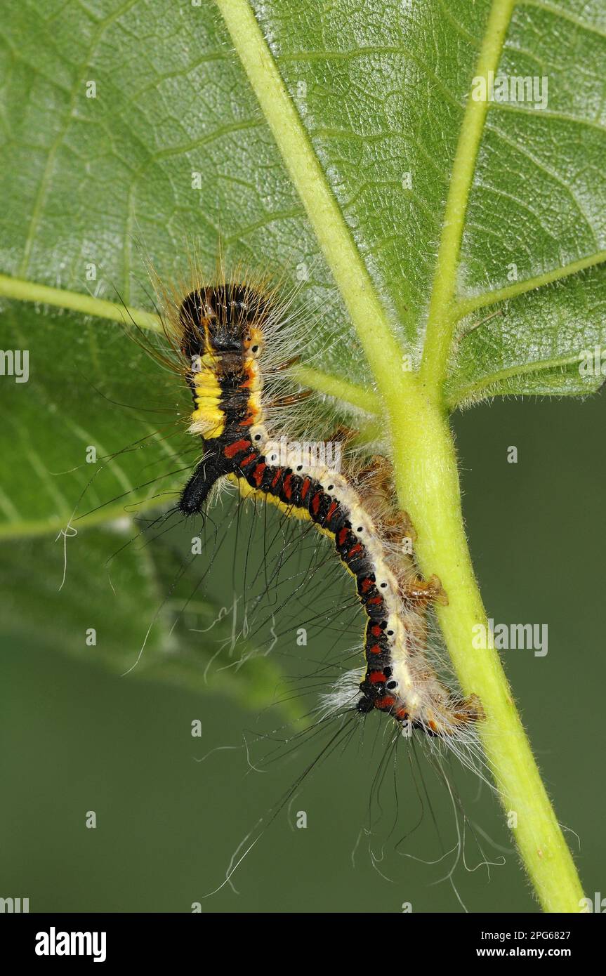 Bruco del pugnale grigio (Acronicta psi) che si nutre sulla foglia di un tiglio (Tilia sp.), Oxfordshire, Inghilterra, Gran Bretagna Foto Stock