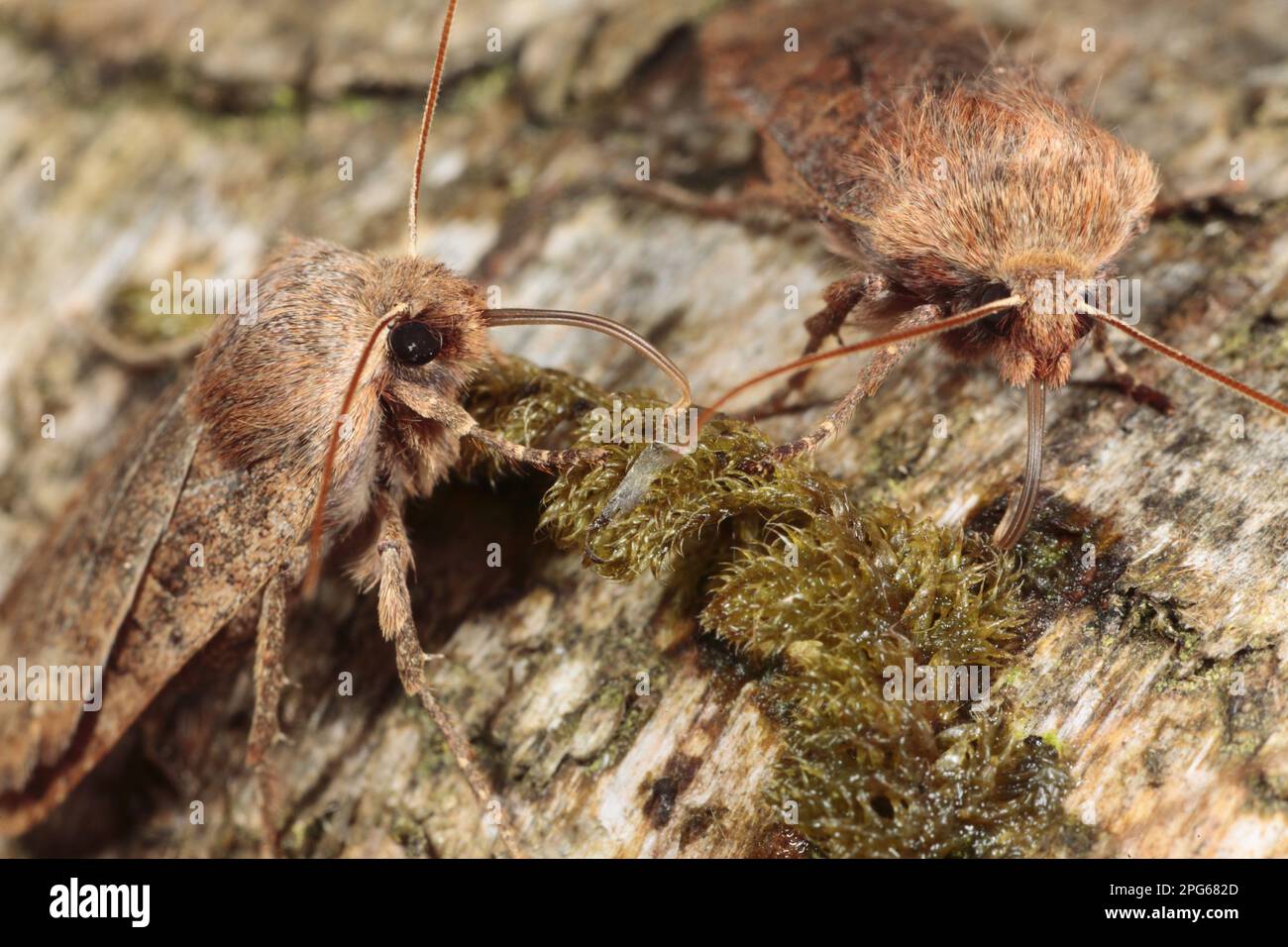 Castagno (Conistra vaccinii), gufo di castagno, insetti, Moth, Farfalle, Animali, altri animali, castagna due adulti, nutrimento con linfa da Foto Stock