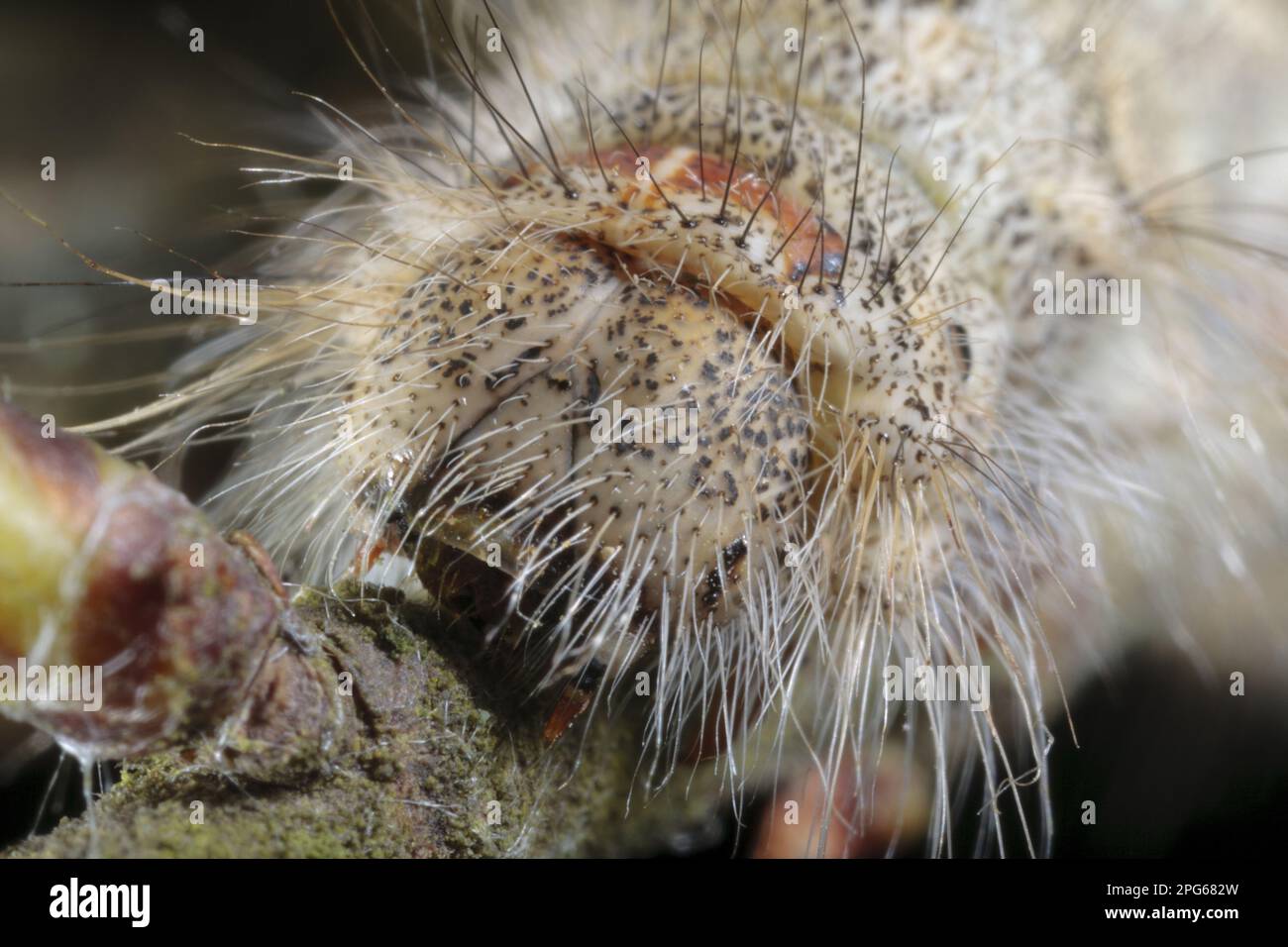 Dicembre Moth (Poecilocampa populi) finale instar larva, primo piano di testa, Powys, Galles, Regno Unito Foto Stock