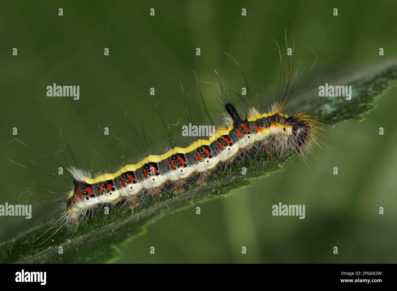 Bruco del pugnale grigio (Acronicta psi) che si nutre sulla foglia di un tiglio (Tilia sp.), Oxfordshire, Inghilterra, Gran Bretagna Foto Stock