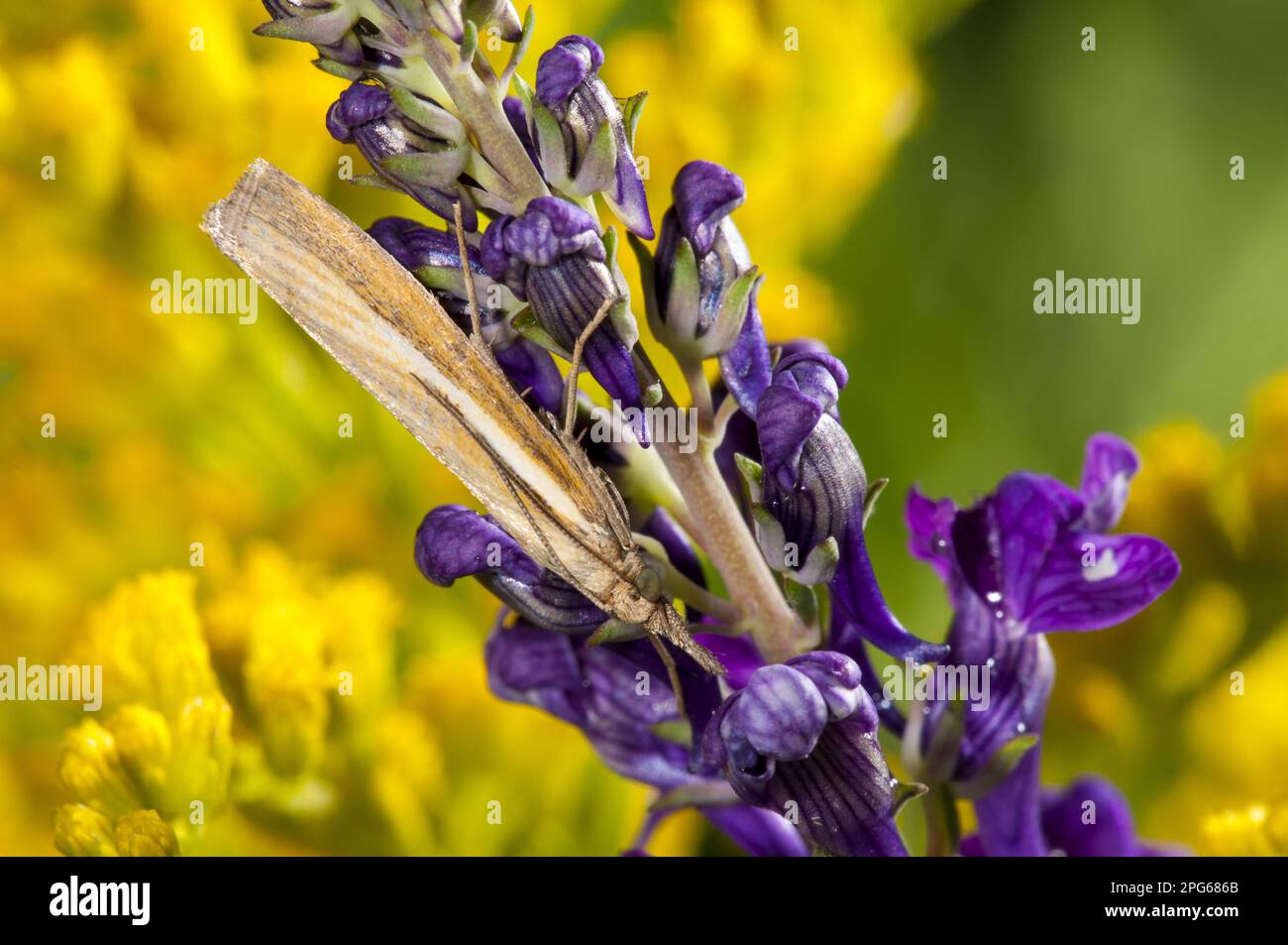 Impiallacciatura di erba (Agriphila tristella), insetti, falene, animali, Altri animali, comune erba-impiallacciatura adulto, che riposa su testa di fiore dentro Foto Stock