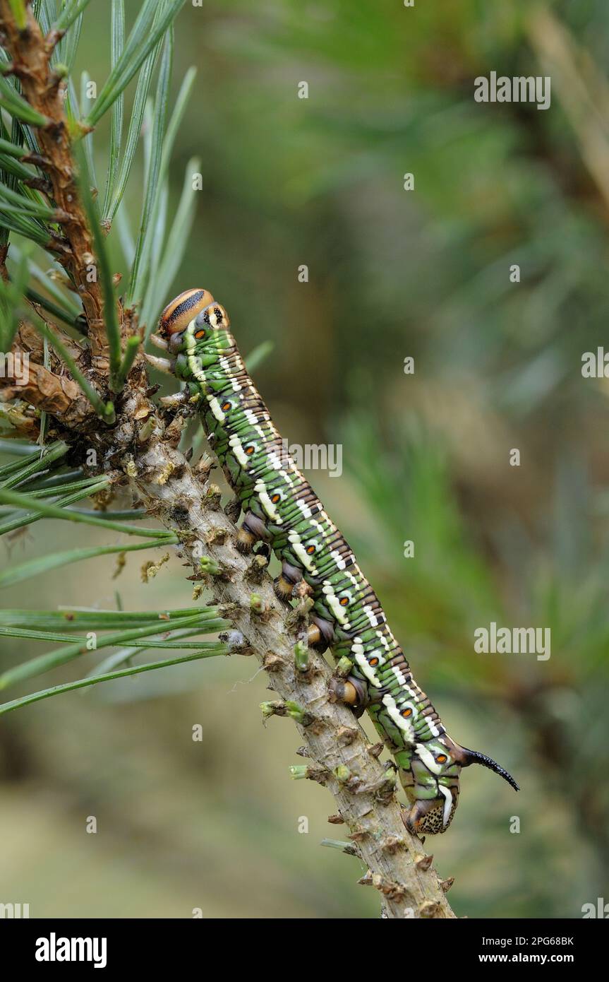 Falco di pino (Hyloicus pinastri) larva adulta che si nutre di pino scozzese (Pinus sylvestris) Foto Stock