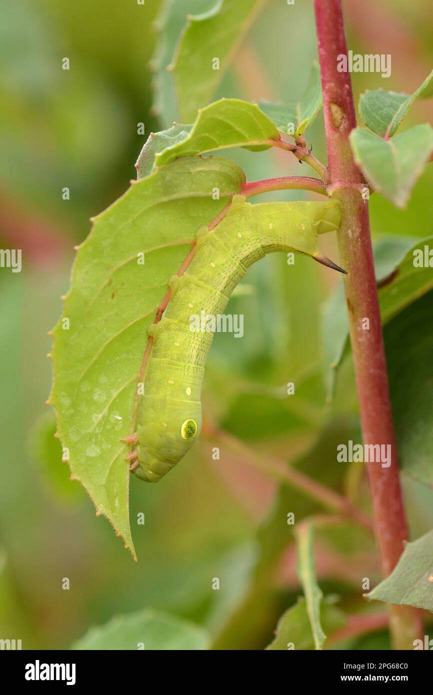 Falco-falco di vite dalle striature d'argento (Ippotion celerio), alimentazione della larva terminale adulta sulla foglia di Fuchsia (Fuschia sp.), allevata in cattività Foto Stock