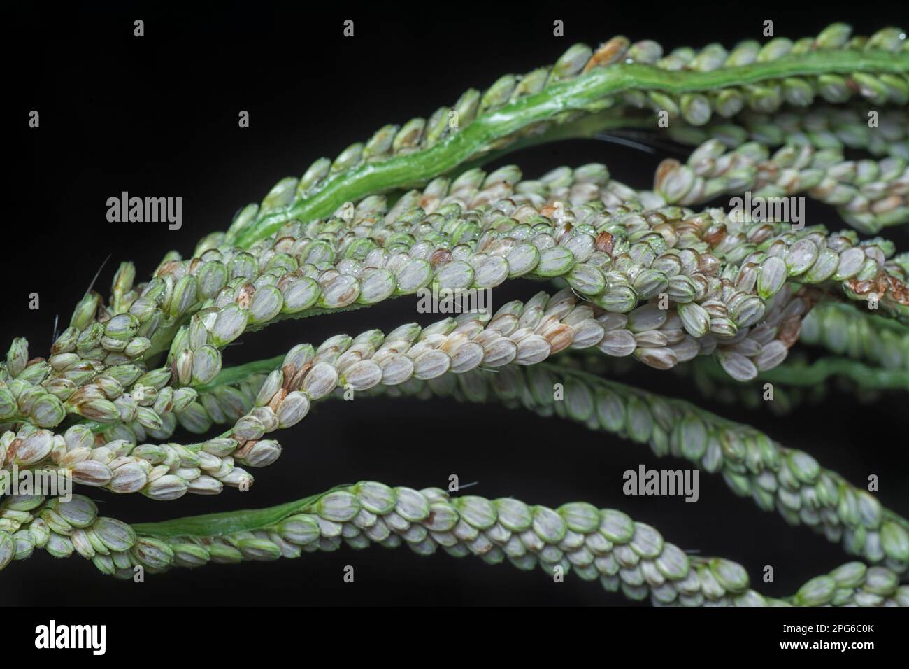 chiudere lo stelo del seme del gambo di paspalum. Foto Stock