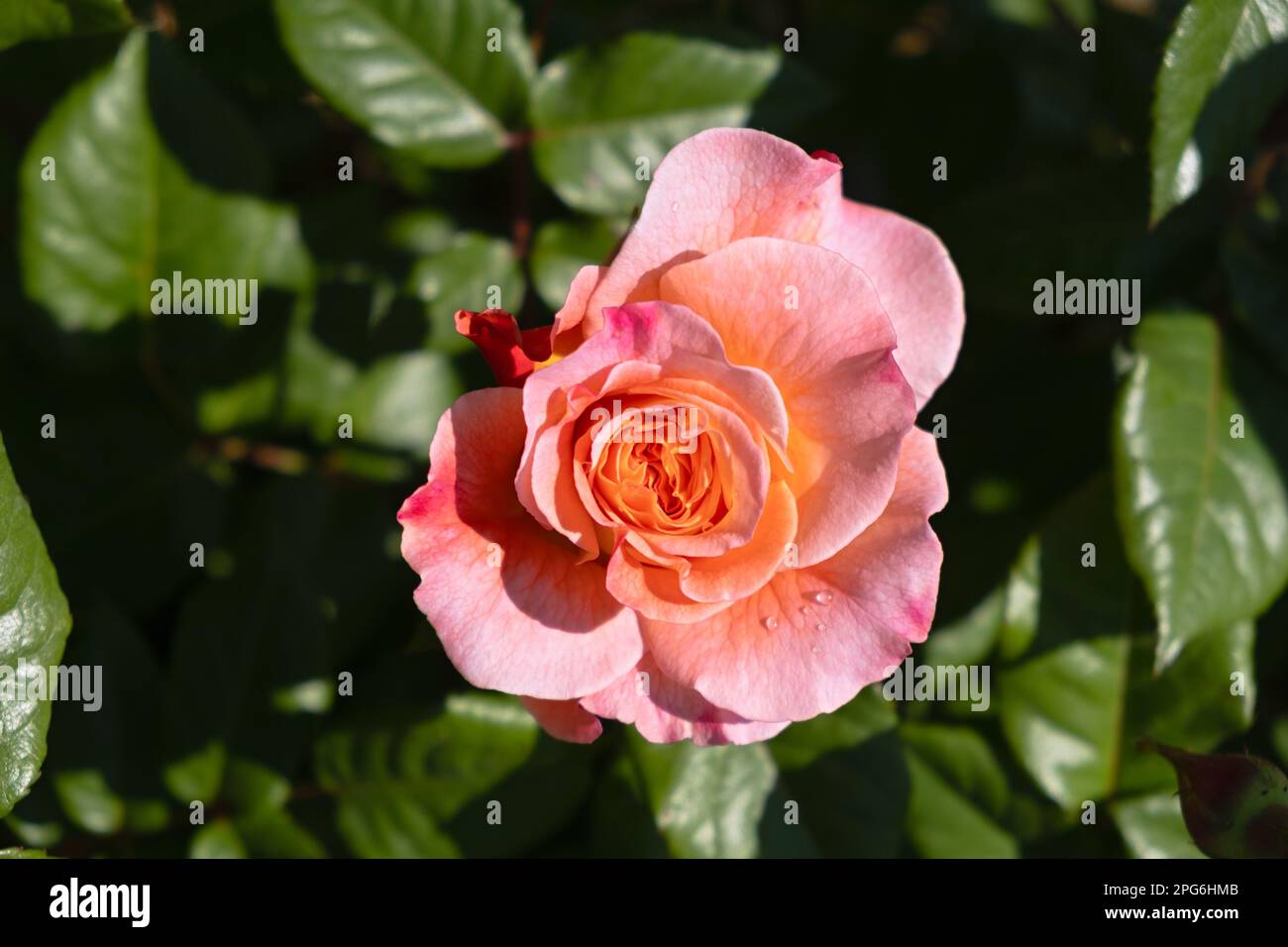 Rosa giardino cespuglio primo piano. Un germoglio di una delicata cremisi rosa in gocce di pioggia. Sfondo sfocato di fogliame e sentieri. Bellissimo giardino di rose. Il con Foto Stock