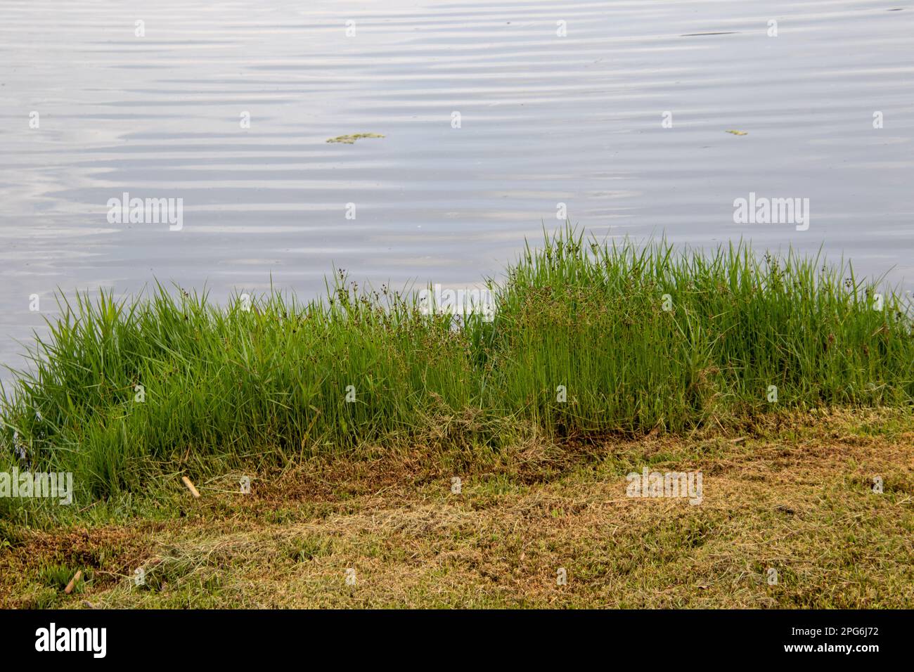 Erba verde crescere al bordo di una diga Foto Stock