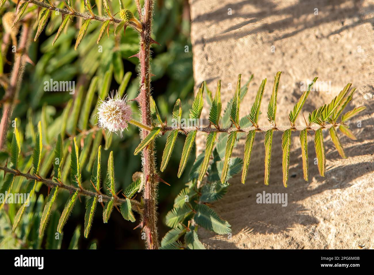 Mimosa pudica, pianta sensibile Foto Stock