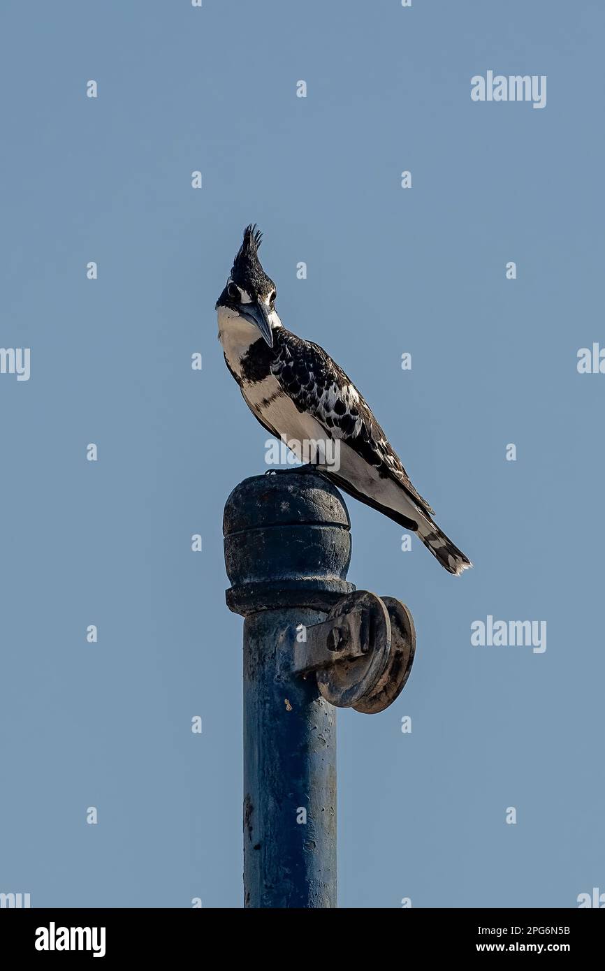 Pied Kingfisher, Ceryle rudis sul fiume Nilo, Assuan, Egitto Foto Stock