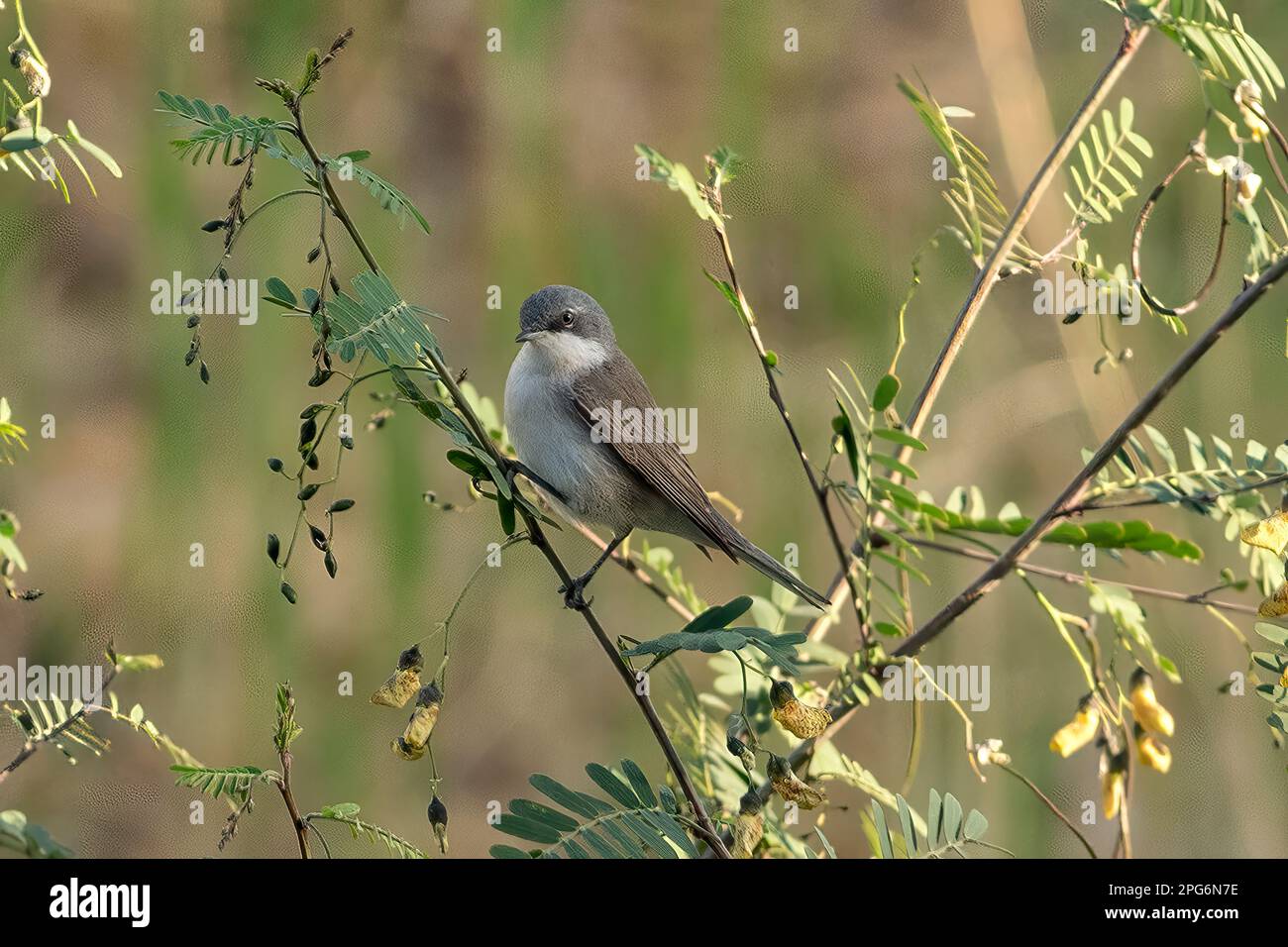 Pigmeo di picchio muratore, Sitta pygmaea Foto Stock