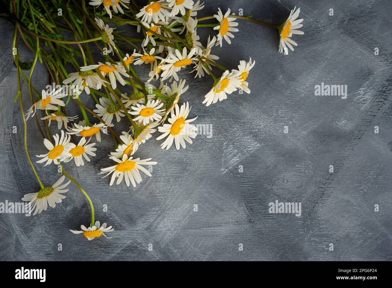 Sfondo grigio con layout piatto a margherita. Autentica composizione floreale vista dall'alto. Molto spazio per copiare. Bouquet primaverile estivo di margherite sul tavolo. Crea Foto Stock