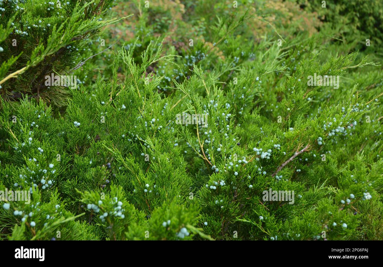 Fogliame di Juniperus virginiana e coni femmina. Cedro rosso orientale con semi blu. Foto Stock