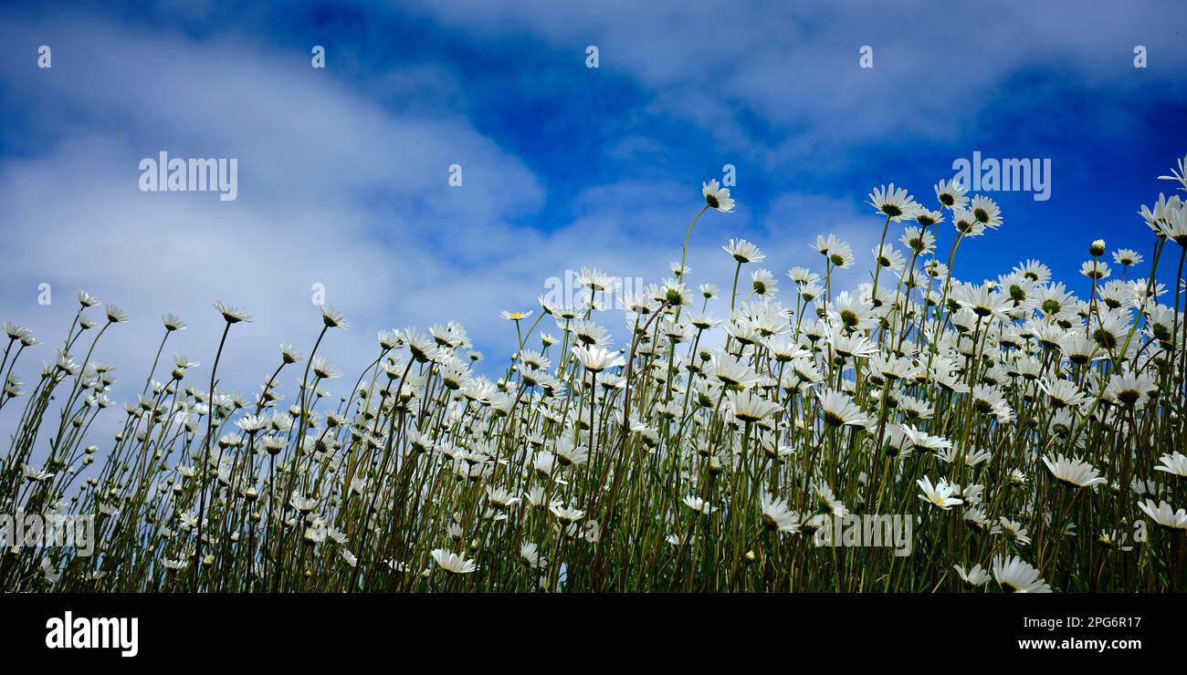 Estate Daisies comune in Dorset Foto Stock