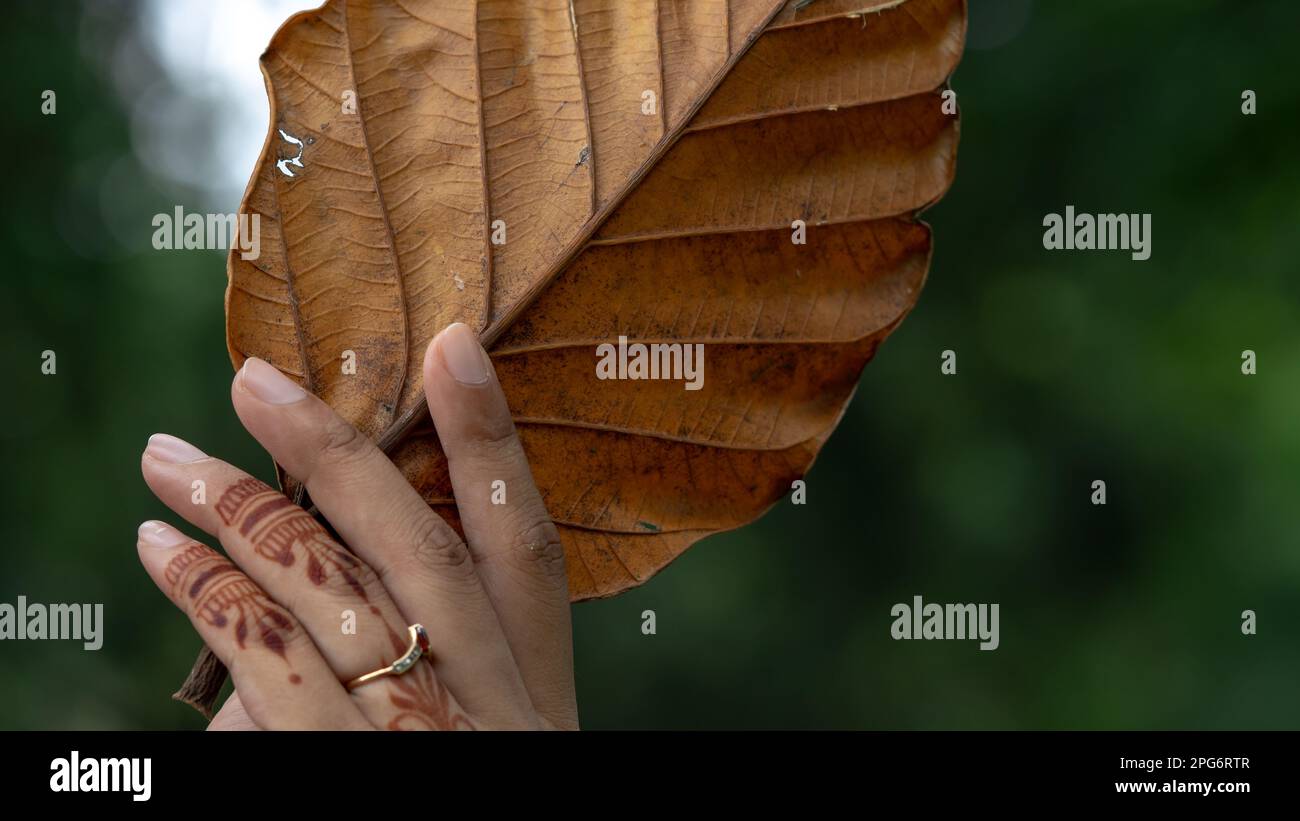Henné e natura: Mano con Henna Tattoo Holding foglie secche Foto Stock