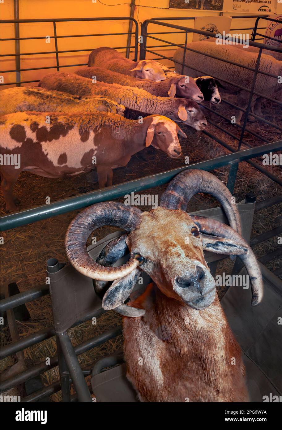 Un busto di 4 pecore Damara corna viene posto su una sedia durante il Calvinia Meat Festival. Queste rare eccezioni sono anche venerate come pecore Jacobs. Foto Stock