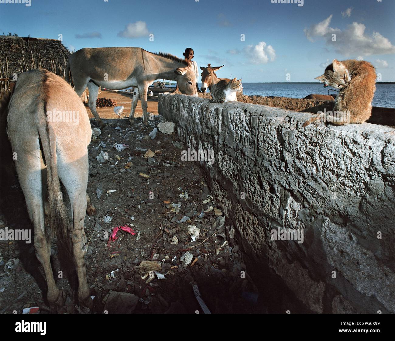 Gli asini e i gatti dell'Isola di Lamu. Foto Stock