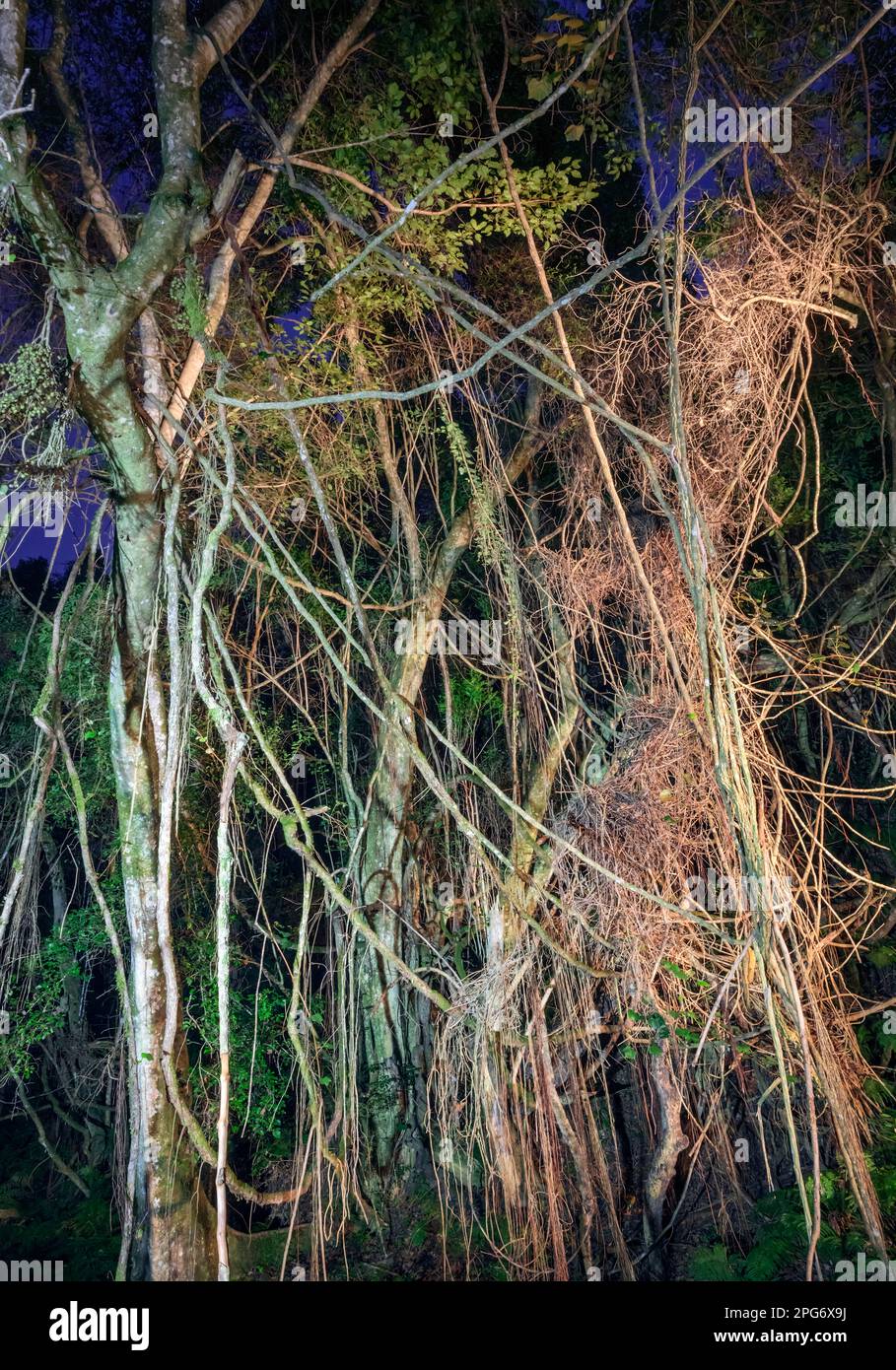 Foresta Afromontane lungo il Passo Bloukrans. Foto Stock