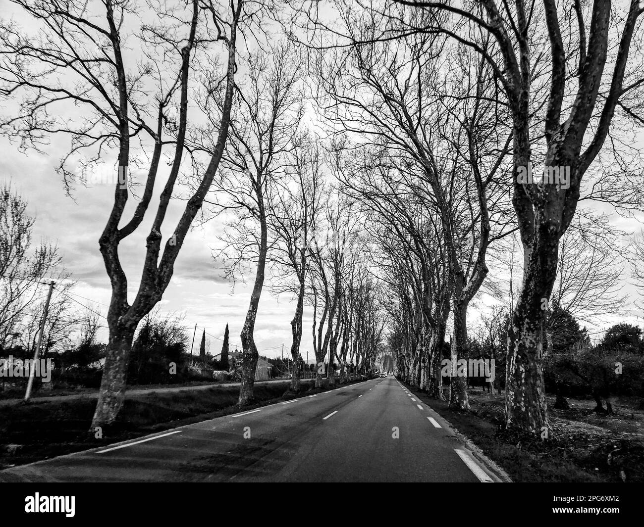 Strada provinciale in vecchio stile delimitata da platani, Bouches-du-Rhone, Francia meridionale Foto Stock