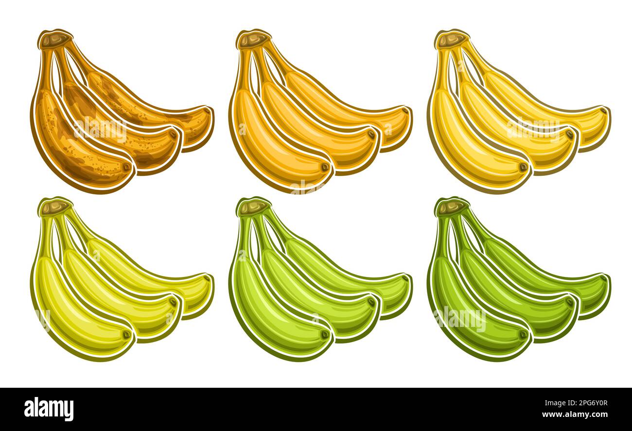 Vector Banana mazzo set, banner orizzontale decorativo con la raccolta lotto di illustrazioni ritagliate di gruppo varie scuro maturato e verde dieta non maturato Illustrazione Vettoriale