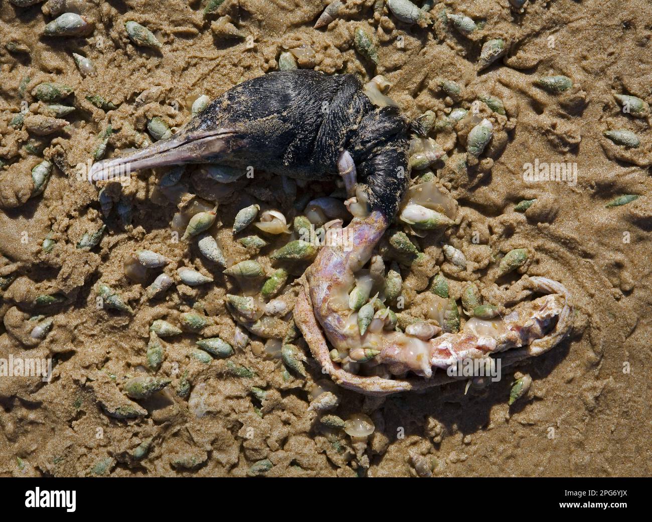 Testa di un Cormorano circondato da conchiglie aratro sulla spiaggia della Valle della natura. Foto Stock