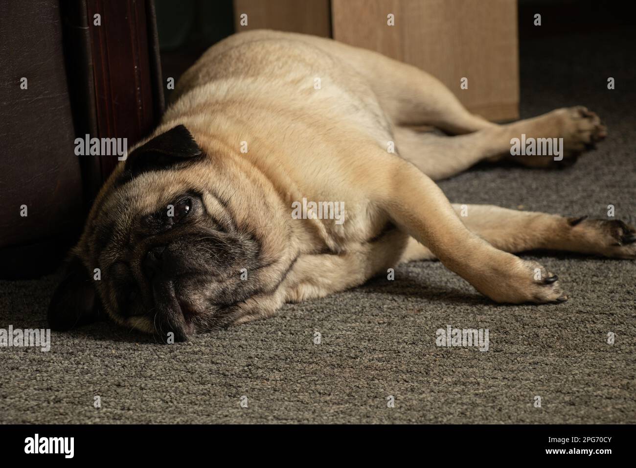 pug cane dormire su tappeto grigio Foto Stock