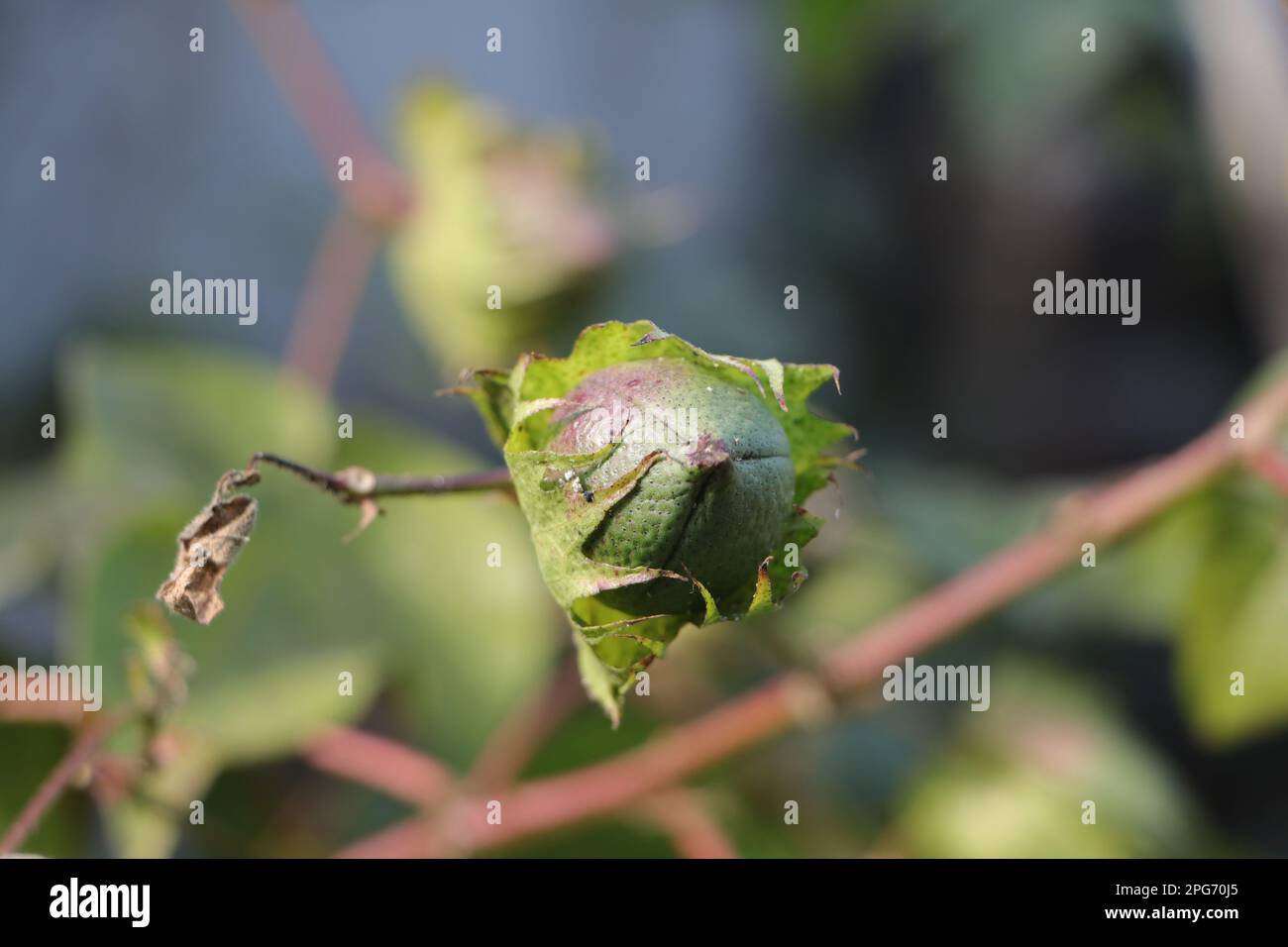 Gabbiette di cotone verde non aperte contenenti fibre di cotone non essiccate. Foto Stock