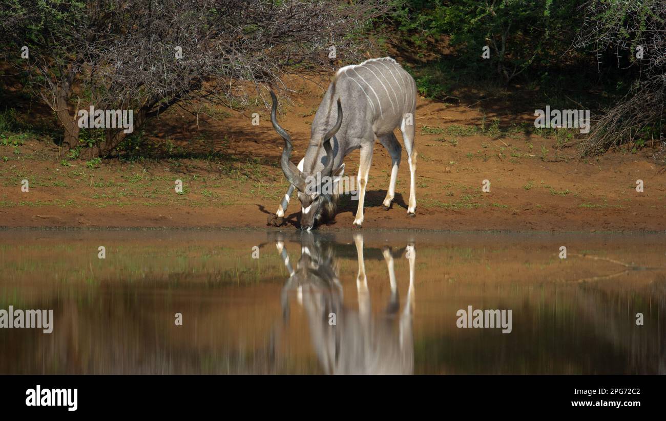 Kudu (Tragelaphus strepsiceros) Parco Nazionale di Marakele, Sudafrica Foto Stock