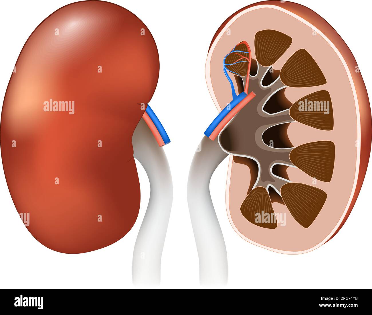 Anatomia del rene. Vista frontale, e sezione trasversale di reni umani. Poster vettoriale per l'istruzione. Illustrazione realistica. Rene Illustrazione Vettoriale