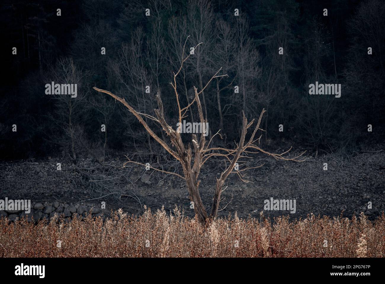 20 marzo 2023, Cercs, Barcellona, Spagna: Un albero morto sul letto secco del fiume Llobregat mentre si entra nel serbatoio di la Baells in Cercs, provincia di Barcellona, Spagna. Le restrizioni idriche sono state ulteriormente rafforzate in Catalogna a causa della siccità in corso, che è ormai da 29 mesi e che è legata al cambiamento climatico e al riscaldamento globale. Attualmente, i serbatoi catalani sono al 27 per cento della loro capacità. Credit: Jordi Boixareu/ Alamy Live News Foto Stock