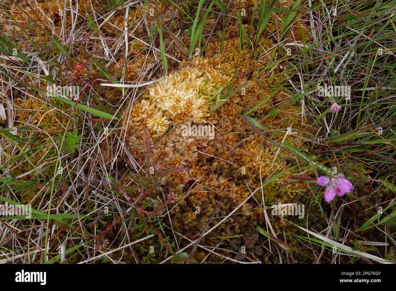 Mosche e licheni nel paesaggio della torba vicino a Letternoosh sulla Wild Atlantic Way, County Galway, Irlanda Foto Stock