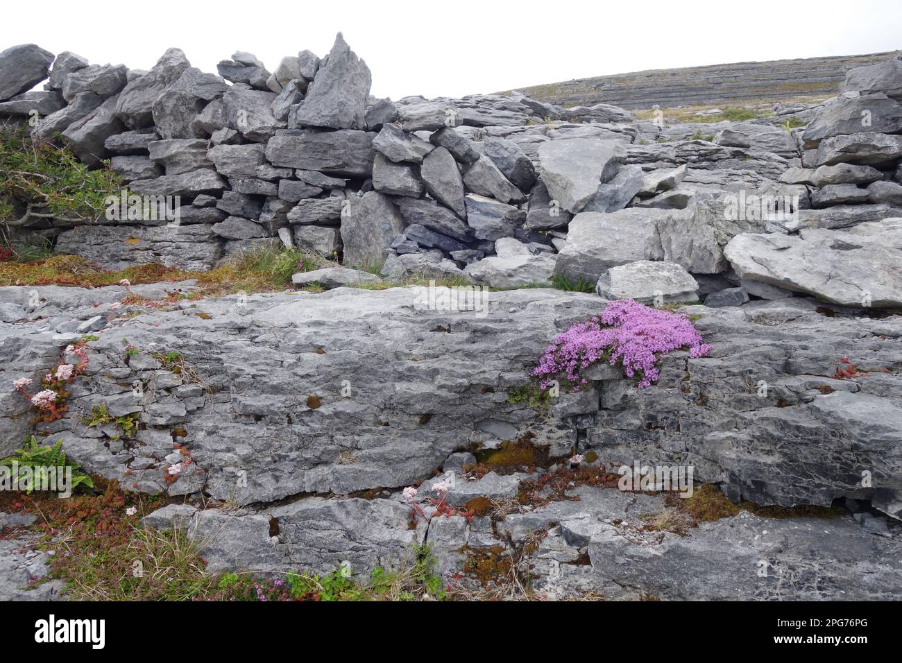 Fairy Foxglove - fiori selvatici sul paesaggio calcareo del Burren, contea di Clare Irlanda Foto Stock