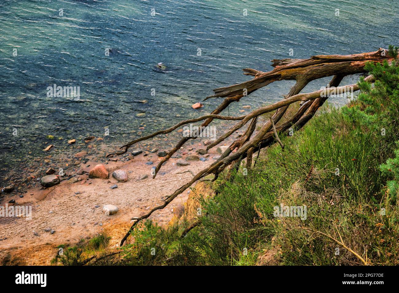 Costa del Mar Baltico dalla cima di una scogliera sul mare con un albero caduto che si affaccia sulla spiaggia e sull'acqua di Gdynia, Polonia. Foto Stock