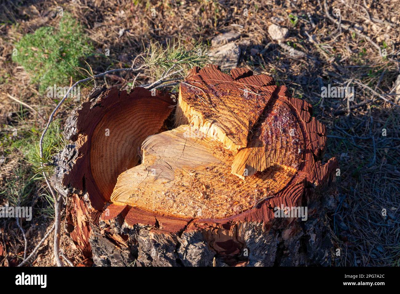 Tronco d'albero tagliato di recente. Scenario forestale. Deforestacion, concetto di conservazione ambientale. Primo piano Foto Stock