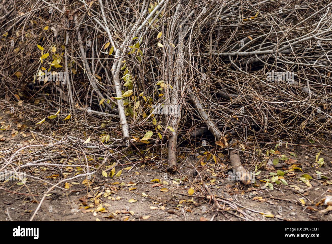 Molti rami tagliati da un albero su una strada della città, rami tagliati su alberi, alberi Foto Stock