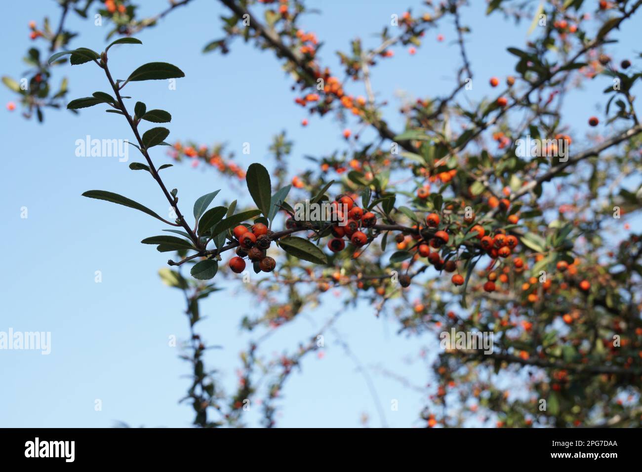 Pyracantha arbusto nel gelo con foglie di colore verde scuro e rosso  scarlatto bacche fotografato un freddo gelido inverno mattina Foto stock -  Alamy