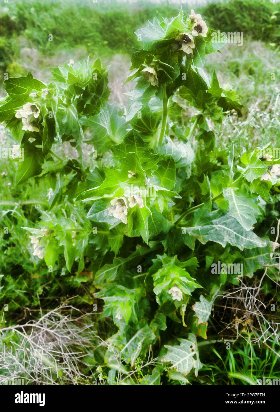 Henbane nero (Hyoscyamus niger). Foto pianta fioritura nel banco dopo la pioggia Foto Stock