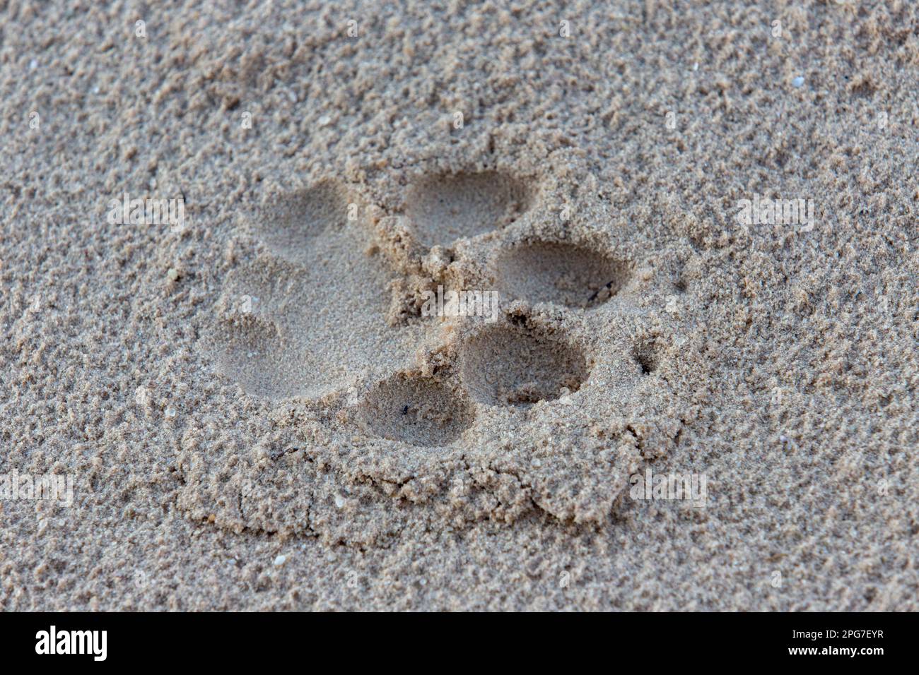 Tracce di un leone maschio (Panthera leo) in sabbia morbida Foto Stock