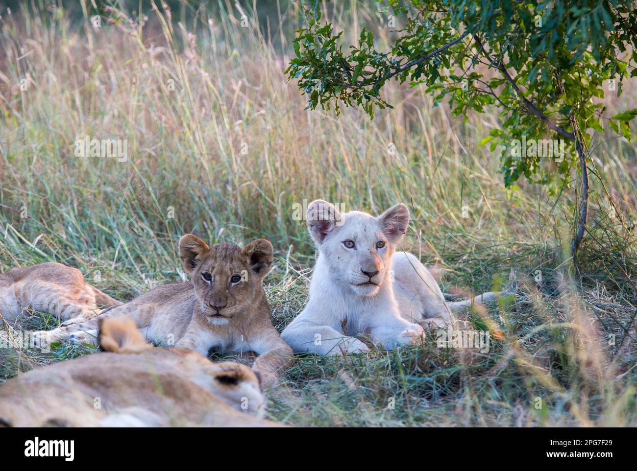 Cucciolo di leone bianco (Panthera leo) sdraiato accanto ad un fratello con normale colorazione - uno dei due soli cuccioli di leone bianco conosciuti in natura Foto Stock