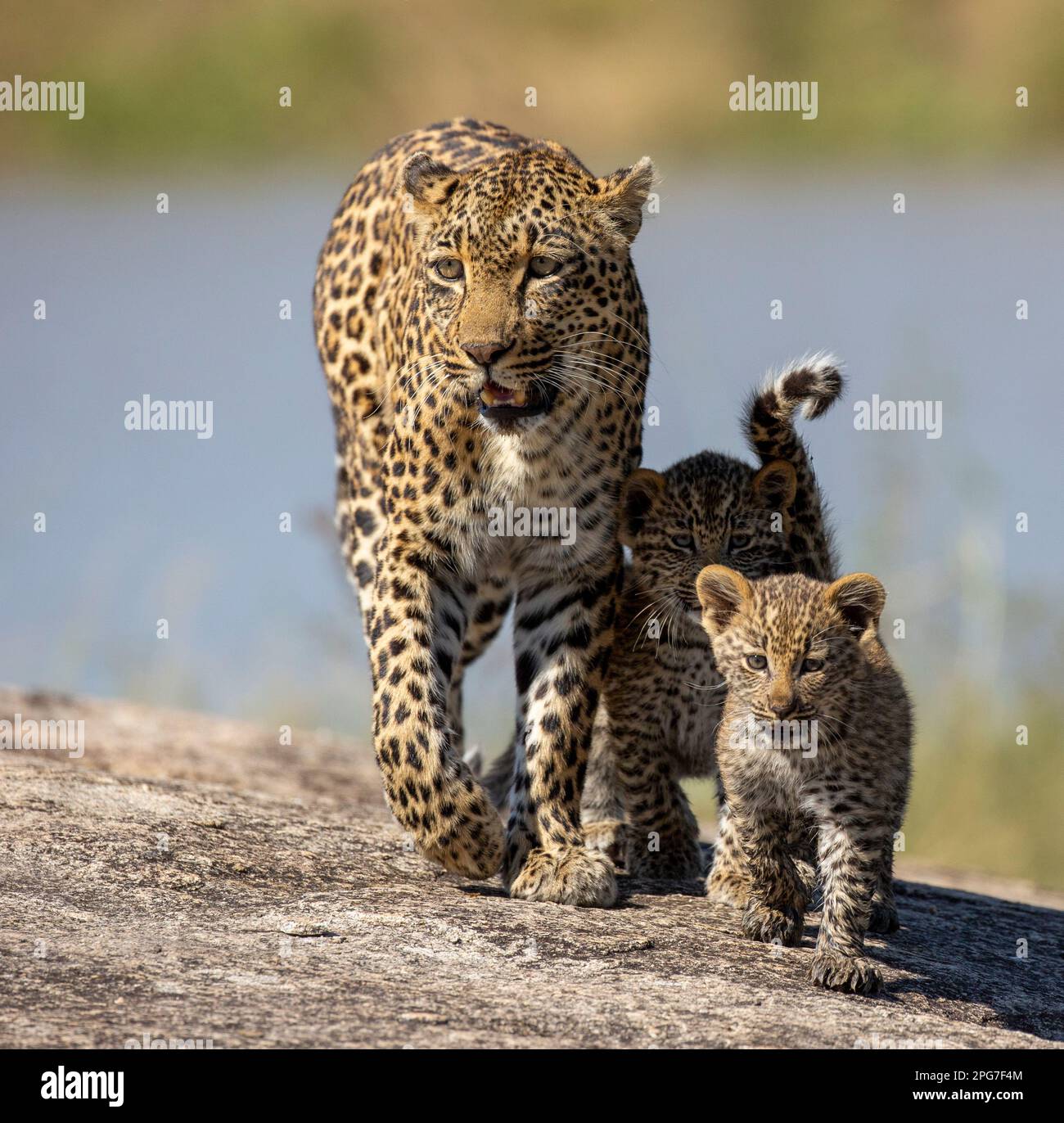 leopardo femminile adulto (Panthera pardus) conosciuto come Thandi che conduce i suoi due cuccioli di dieci settimane su una roccia Foto Stock