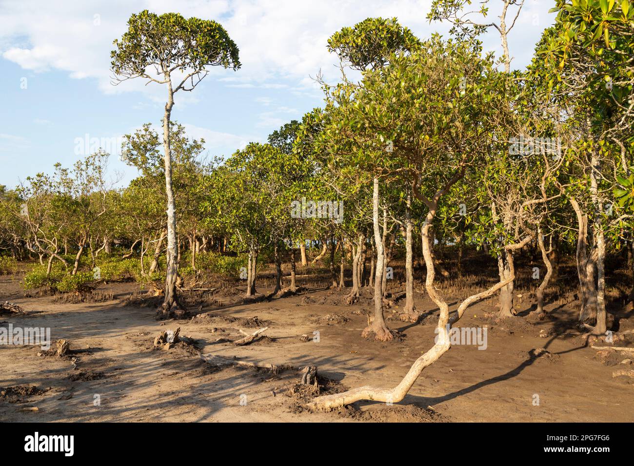 Una stalla mista di mangrove nere (Bruguieria gymnorrhiza) e mangrovie bianche (marina di Avicennia) nelle paludi di mangrovie di Mntafufu Foto Stock