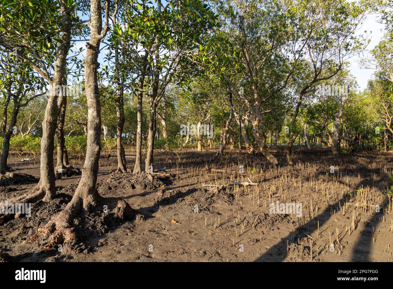 Una stalla mista di mangrove nere (Bruguieria gymnorrhiza) e mangrovie bianche (marina di Avicennia) nelle paludi di mangrovie di Mntafufu Foto Stock