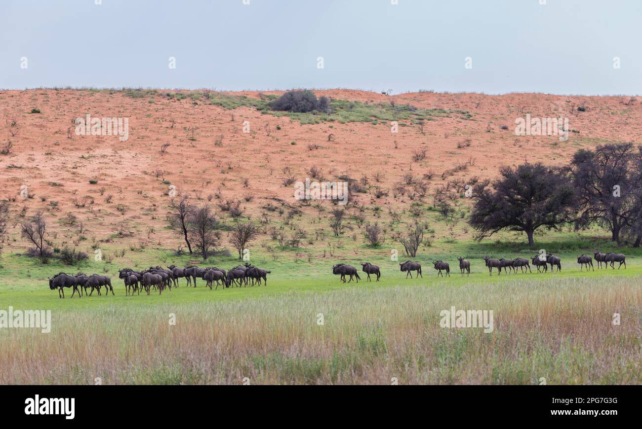 Foto di scorta di una mandria di blu wildebeest a piedi su breve, lussureggiante erba verde nella valle di Auob su uno sfondo di una duna di sabbia rossa Foto Stock