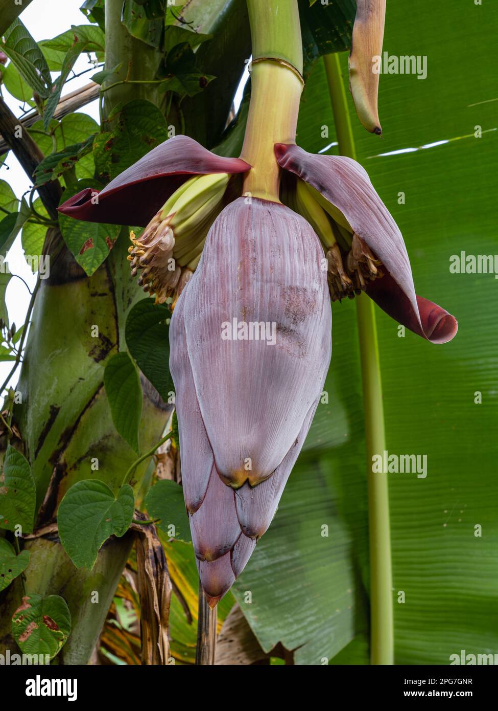 Vista in primo piano del fiore di banana viola blu e dei giovani frutti appesi all'albero su sfondo naturale Foto Stock