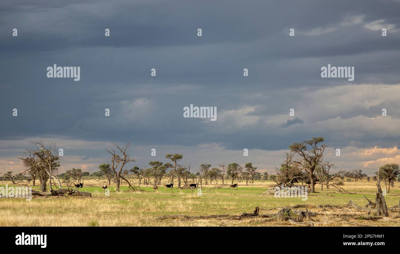 Gregge di struzzo che corrono in un'area con alberi morti sparsi visti contro un cielo estivo tempestoso Foto Stock
