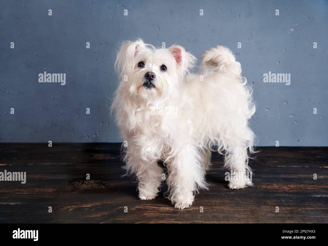 Adorabile razza di cane bianco giocoso in posa in studio. Animali, concetto di cura degli animali domestici Foto Stock