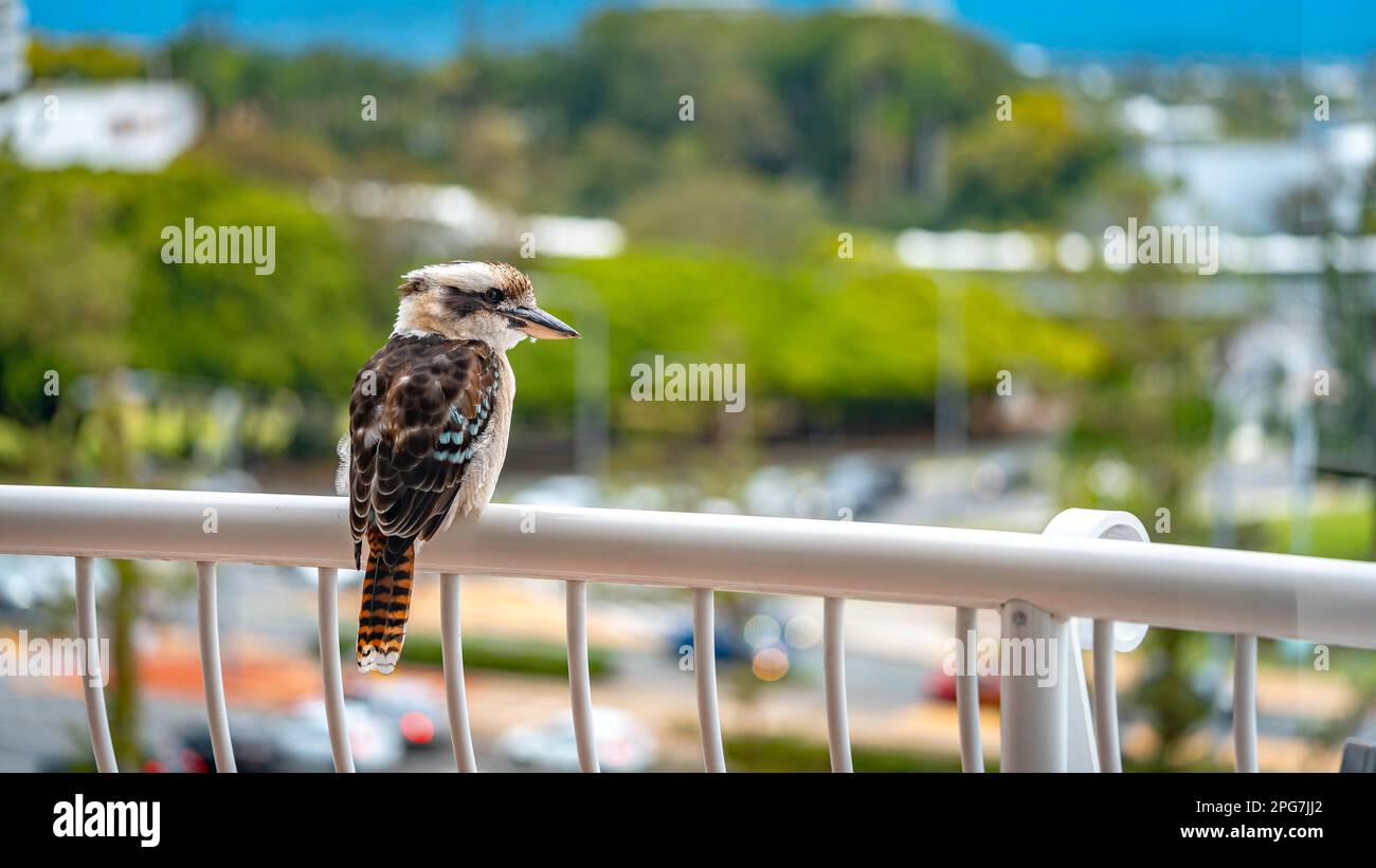 Kookaburra uccello nativo australiano che si aggira su un binario balcone Foto Stock