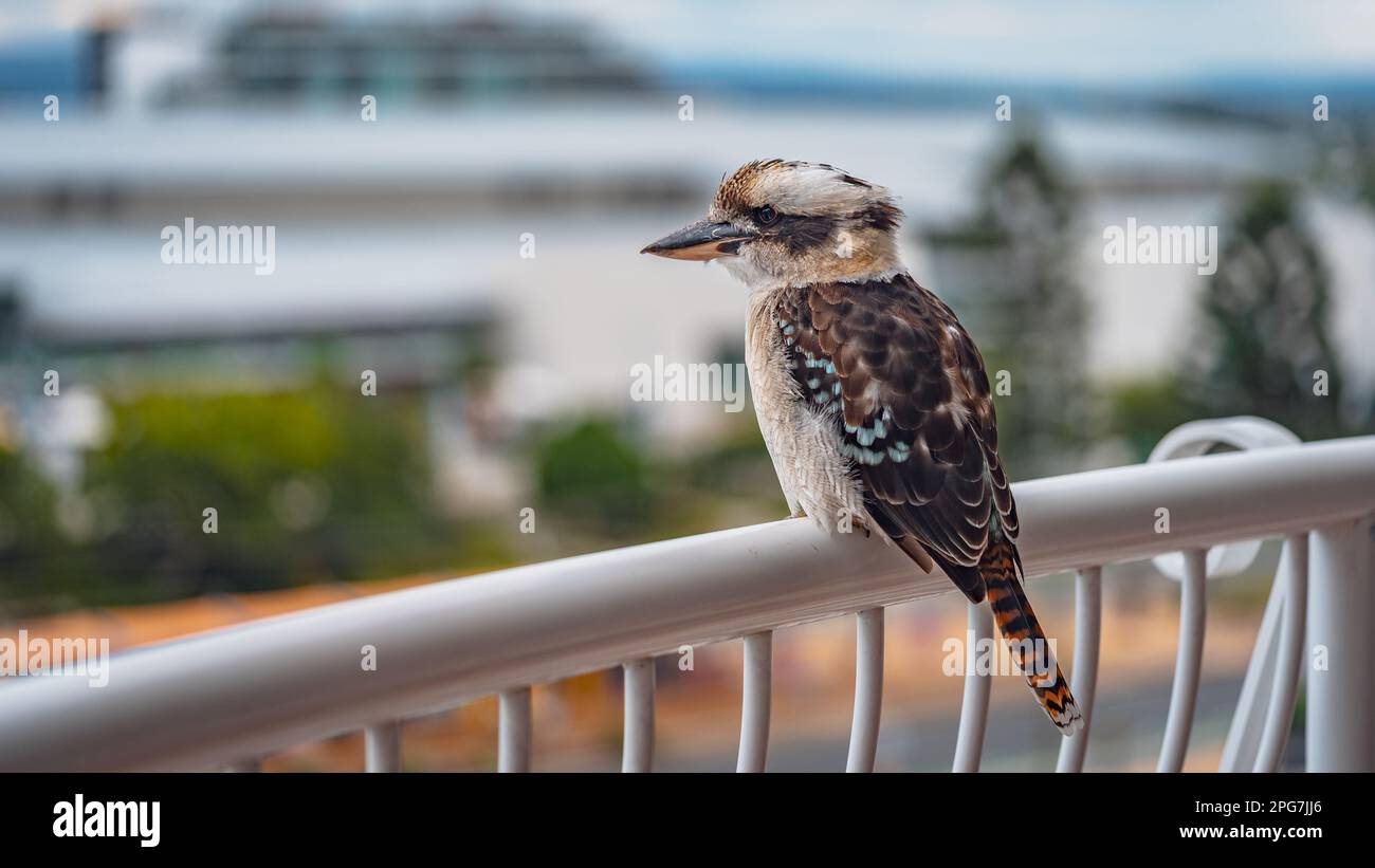 Kookaburra uccello nativo australiano che si aggira su un binario balcone Foto Stock