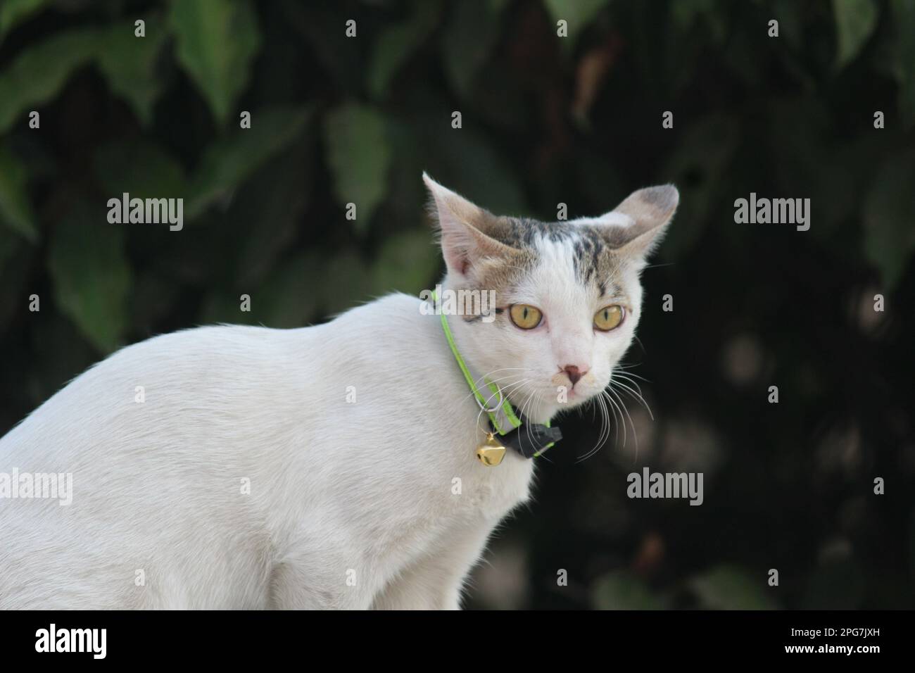 Un gatto bianco con un colletto verde in cima a un tavolo all'aperto in un cortile soleggiato Foto Stock