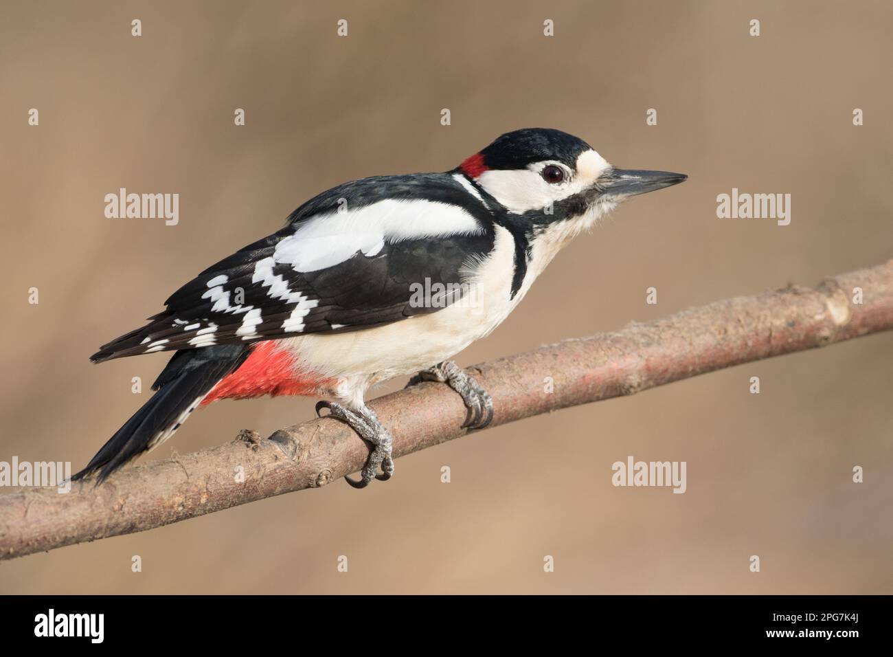 Il picchio avvistato è ottimo nella riserva naturale di High Batts, North Yorkshire Foto Stock