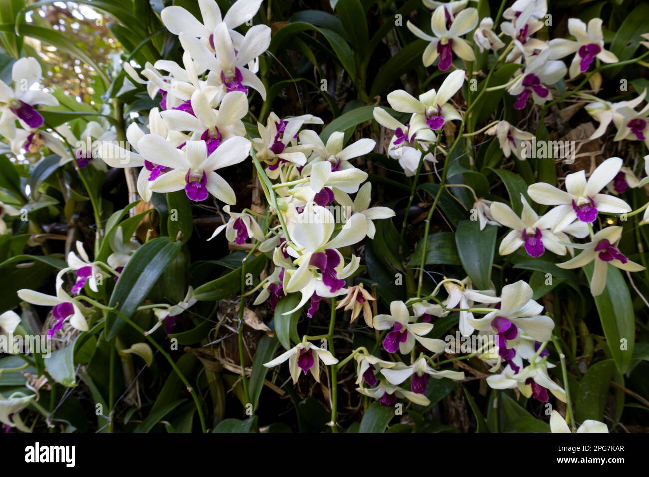 Fiore di orchidea viola e bianca, il Dendrobium nobile, una specie di orchidea comunemente conosciuta come il nobile dendrobium Foto Stock